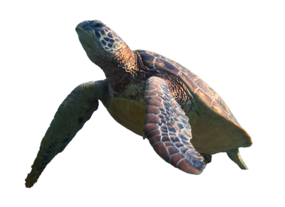 turtle sustainability