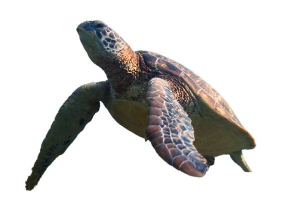 turtle sustainability